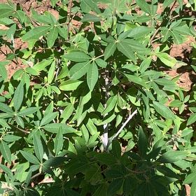 Photo of the plant species Chaste Tree by @NewSkypilot77 named James Dean on Greg, the plant care app