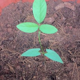 Photo of the plant species Butterfly Pea by @UltraKanna31 named Bruce Lee on Greg, the plant care app