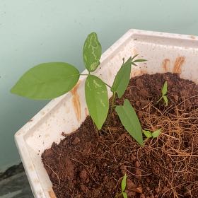 Photo of the plant species Butterfly Pea by @UltraKanna31 named Kardashian on Greg, the plant care app