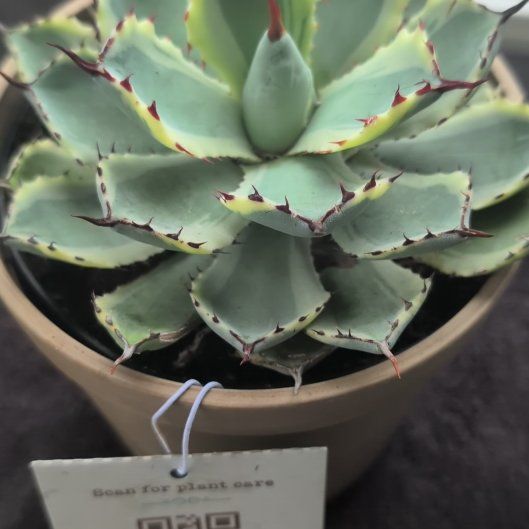 Photo of the plant species Butterfly Agave by @BoldQuince37 named Aristotle on Greg, the plant care app