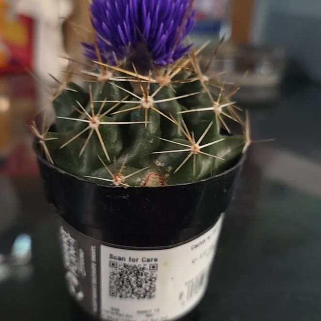 Photo of the plant species Miniature Barrel Cactus by @PeachyPignut6 named Queen on Greg, the plant care app