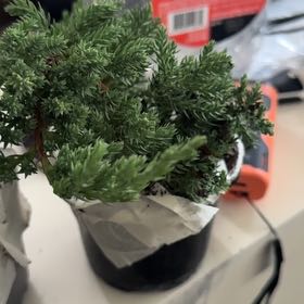 Photo of the plant species Blue Star Juniper by @WellreadBegonia named Keanu Leaves on Greg, the plant care app