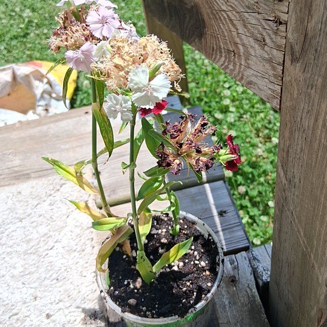 Photo of the plant species Sweet William by @LusciousSalal38 named Maya on Greg, the plant care app