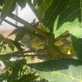 Photo of the plant species Papaya by @YernPlanera71 named Forrest on Greg, the plant care app