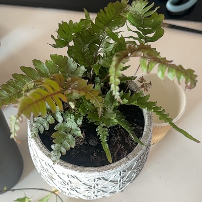 Photo of the plant species Autumn Fern by @FacileNeslia65 named Prince on Greg, the plant care app