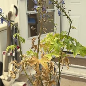 Photo of the plant species Candle Larkspur by @WhizSunburst71 named Zion on Greg, the plant care app