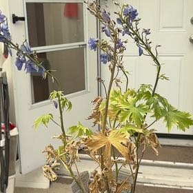 Photo of the plant species Candle Larkspur by @WhizSunburst71 named Bella on Greg, the plant care app