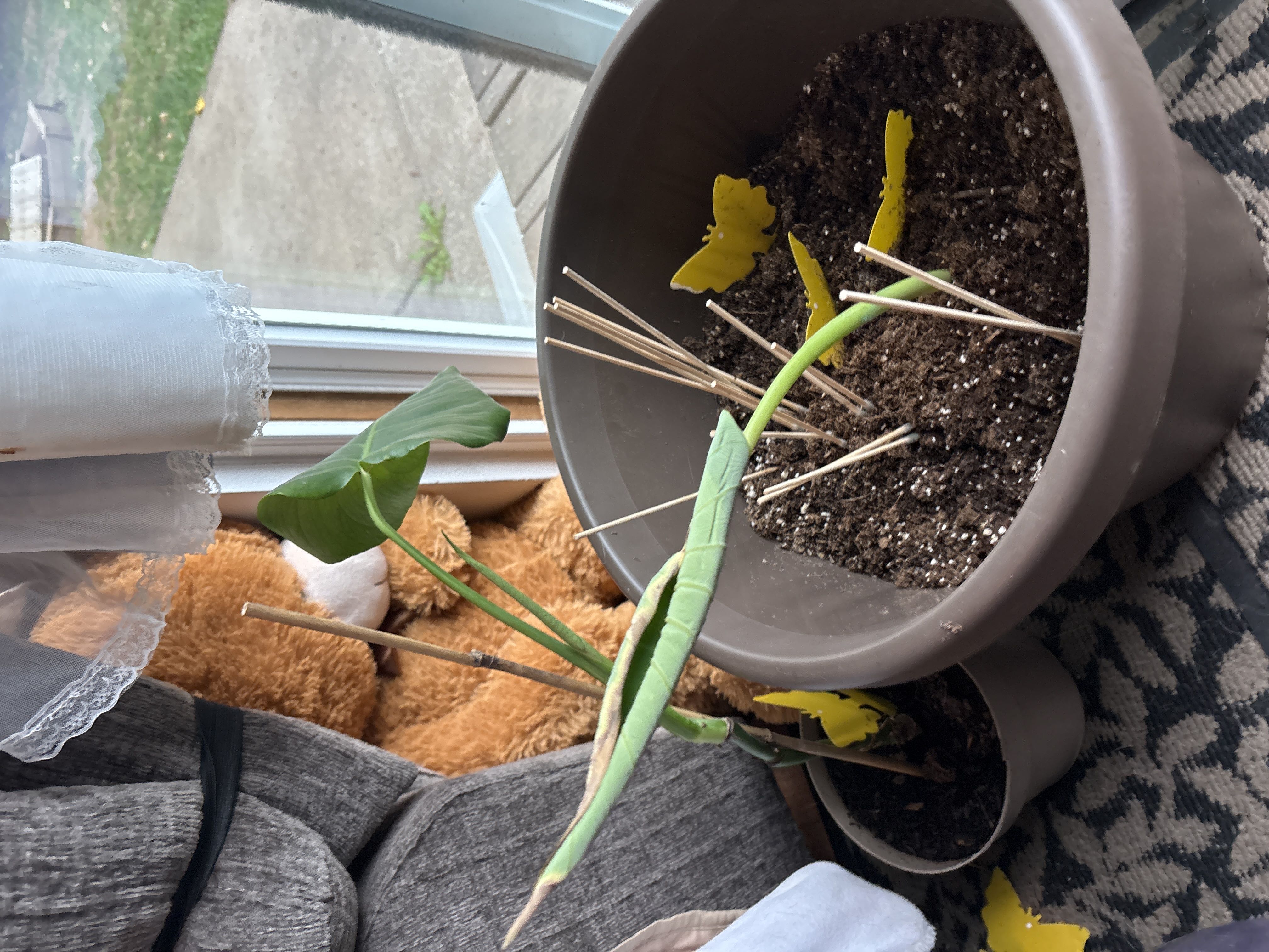 Photo from the post