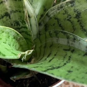 Photo of the plant species Monk Orchid by @RoundWildcarrot named Duke on Greg, the plant care app