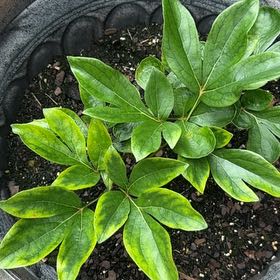 Photo of the plant species Chinese Peony by @BestTupeia50 named Mando on Greg, the plant care app