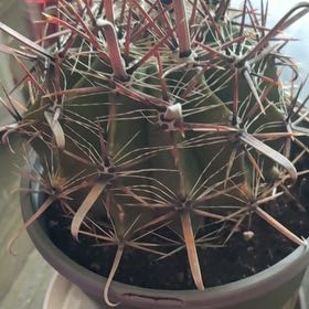 Photo of the plant species Barrel Cactus by @SlickWaxivy99 named Planty on Greg, the plant care app