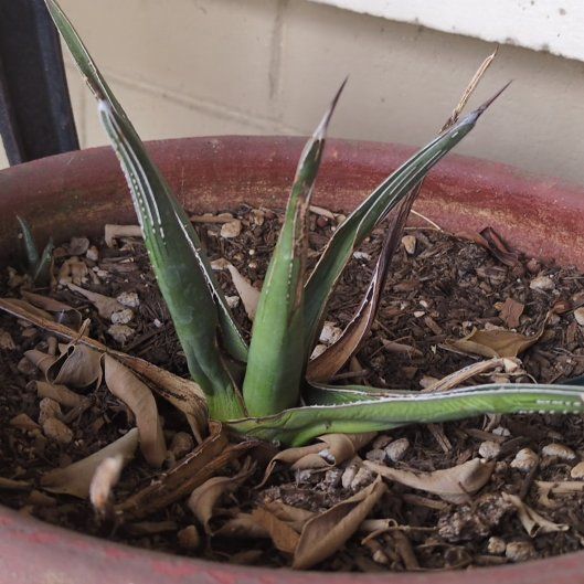 Photo of the plant species Lecheguilla by @EagerBeech10 named Fernie Mac on Greg, the plant care app