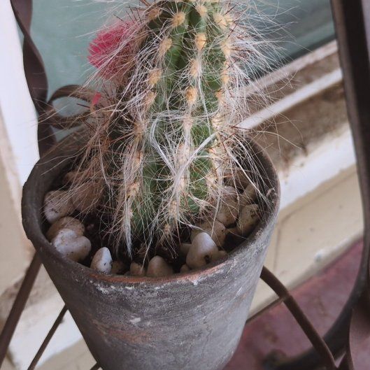 Photo of the plant species Old Man Cactus by @EagerBeech10 named Winston on Greg, the plant care app