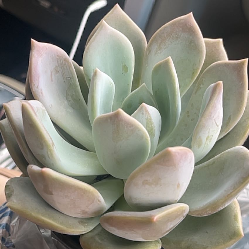 Photo of the plant species Echeveria by @YesButterwort86 named Orlando Bloom on Greg, the plant care app