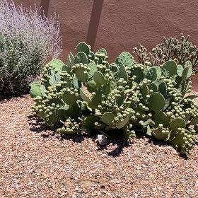 Photo of the plant species Bakersfield Beavertail Cactus by @ImpishBogwillow named Zion on Greg, the plant care app