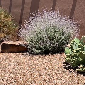Photo of the plant species Cottontop Cactus by @ImpishBogwillow named Kardashian on Greg, the plant care app