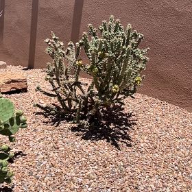 Photo of the plant species Deerhorn Cholla by @ImpishBogwillow named Kylie on Greg, the plant care app