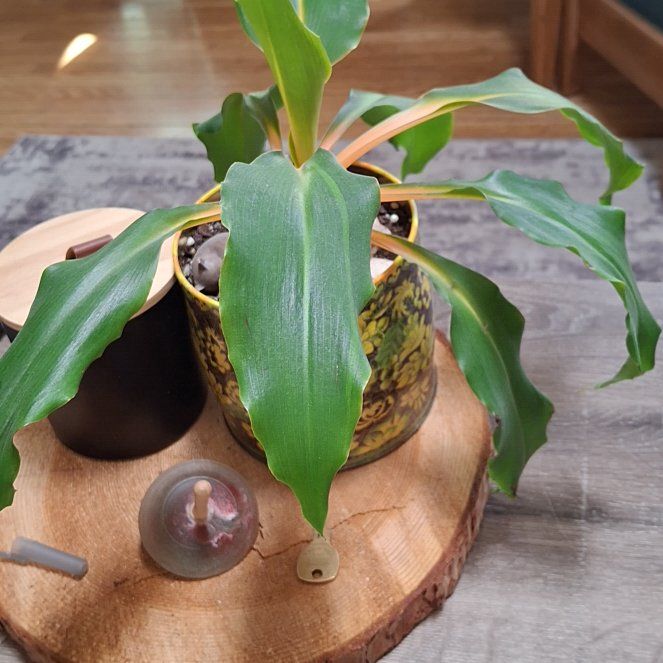 Photo of the plant species Green Orange Spider Plant by @AwakeCilantro46 named Luna on Greg, the plant care app