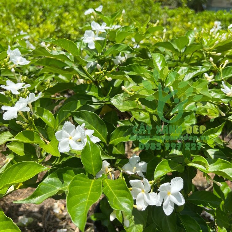 Photo of the plant species Crepe Jasmine by @BestMonstera88 named Walt on Greg, the plant care app