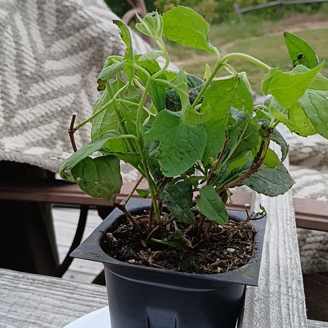 Photo of the plant species Mock Orange by @HolyLithop59 named Leaf Erickson on Greg, the plant care app