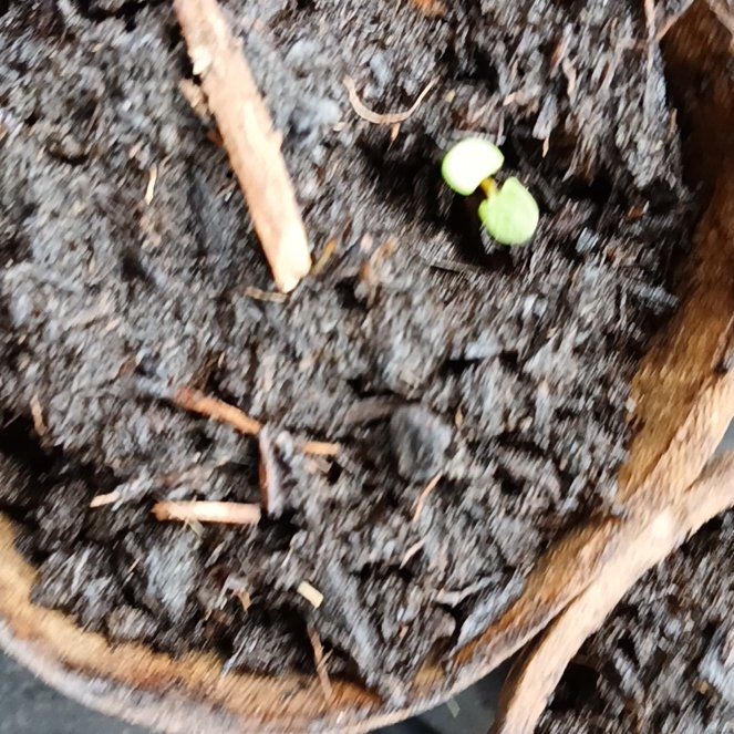 Photo of the plant species Hosta 'Hasta Manana' by @HolyLithop59 named Sir Plancelot on Greg, the plant care app