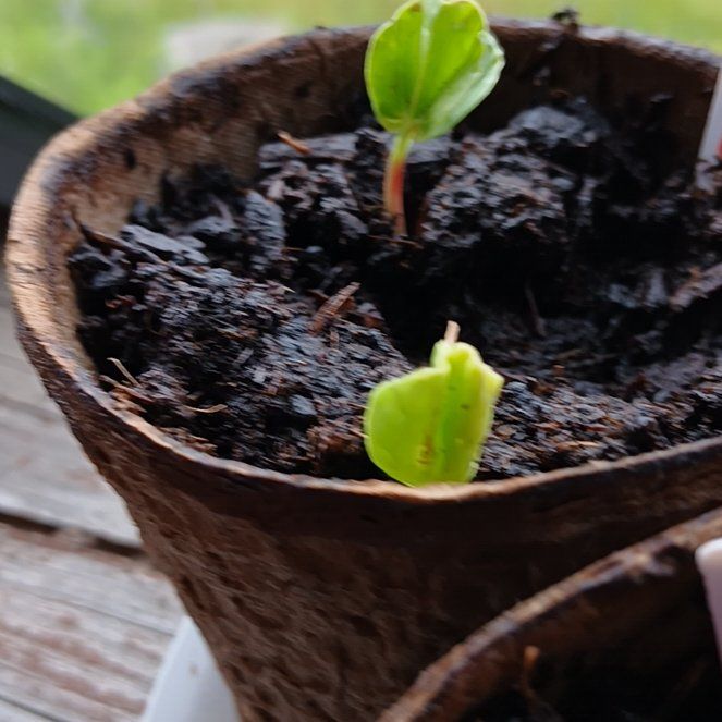Photo of the plant species Roselle by @HolyLithop59 named Kylie on Greg, the plant care app