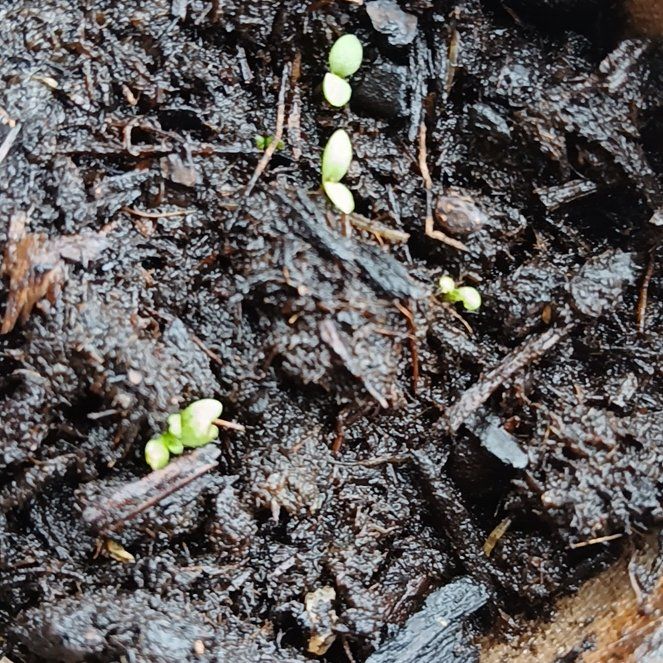 Photo of the plant species Russian Tarragon by @HolyLithop59 named Emerson on Greg, the plant care app