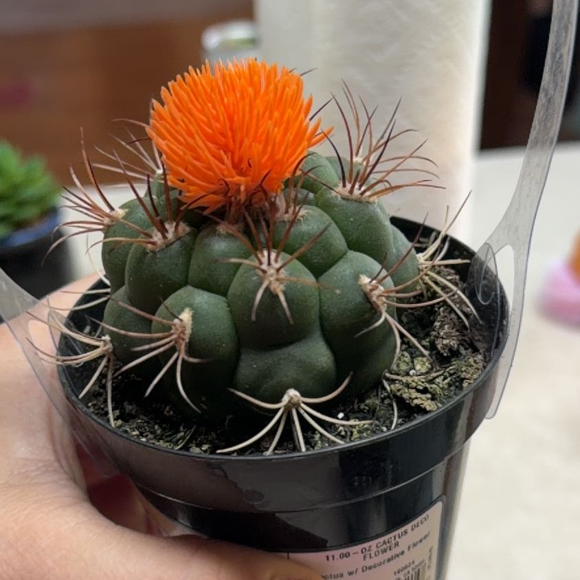 Photo of the plant species Thelocactus hexaedrophorus by @PureChilli76 named Plato on Greg, the plant care app
