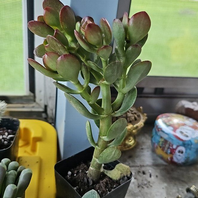 Photo of the plant species Dwarf Jade Plant by @SleekPilea7 named Achilles on Greg, the plant care app