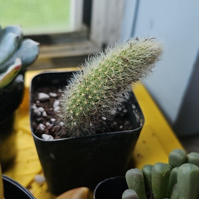Photo of the plant species Monkey Tail by @SleekPilea7 named Doja Cat on Greg, the plant care app