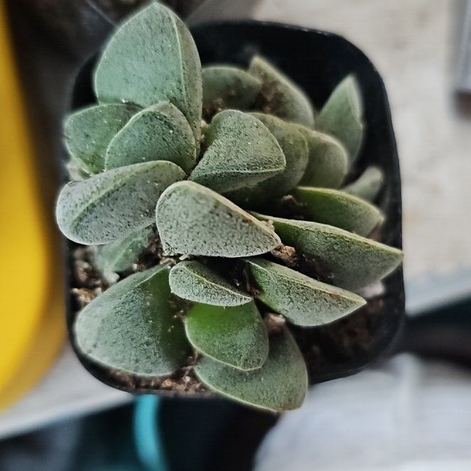 Photo of the plant species Crassula 'Morgan's Beauty' by @SleekPilea7 named Tree Diddy on Greg, the plant care app