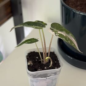 Photo of the plant species Alocasia Bambino Variegated Pink by @ProPomelo9 named Plato on Greg, the plant care app