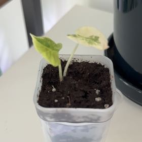 Photo of the plant species Wentii by @ProPomelo9 named Mollie on Greg, the plant care app