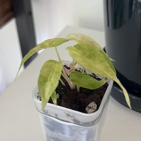 Photo of the plant species Alocasia Polly Aurea by @ProPomelo9 named Treeyoncé on Greg, the plant care app