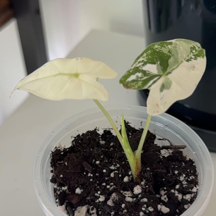 Photo of the plant species Frydek Albo by @ProPomelo9 named Hamilton on Greg, the plant care app