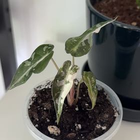 Photo of the plant species Alocasia Bambino Variegated Pink by @ProPomelo9 named Nemo on Greg, the plant care app