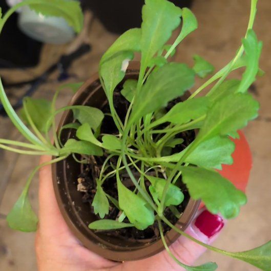 Photo of the plant species Daisy by @ZestPurei8 named Apollo on Greg, the plant care app