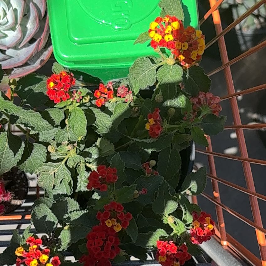 Photo of the plant species Lantana by @HunkyKiekie79 named Sahara on Greg, the plant care app