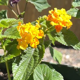 Photo of the plant species Lantana by @SpicyBaybean13 named Terra on Greg, the plant care app