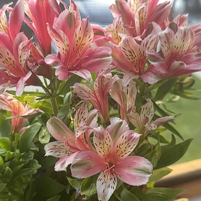 Photo of the plant species Lily of the Incas by @PluckyMorombe68 named Sonora on Greg, the plant care app