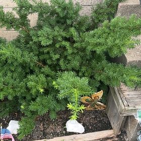 Photo of the plant species English Yew by @PrinceChards84 named Sanders on Greg, the plant care app