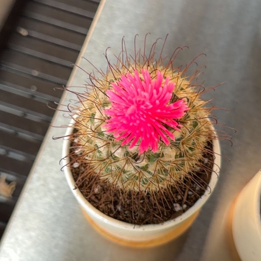 Photo of the plant species Mammillaria albilanata by @MeekSilkyoak99 named LiloStitch on Greg, the plant care app