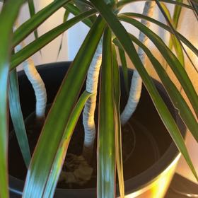 Photo of the plant species Dragon Tree by @NewBeans93 named Pax on Greg, the plant care app