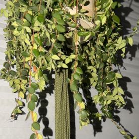 Photo of the plant species Red Elf Lipstick Plant by @KeyRedlog95 named Queen on Greg, the plant care app
