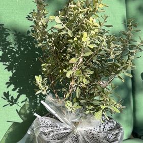Photo of the plant species Cenicilla by @SurpriseGollum1 named Sir Plancelot on Greg, the plant care app