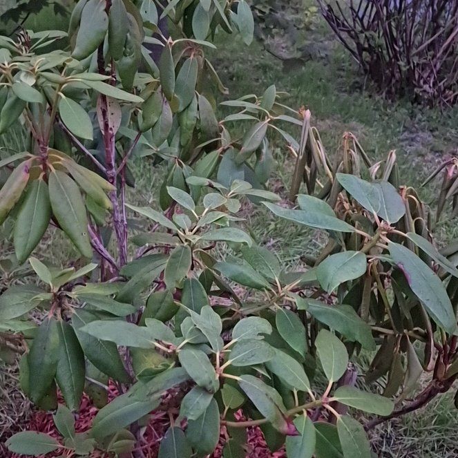 Photo of the plant species Pontian Rhododendron by @DaringLettuce12 named Rosa on Greg, the plant care app