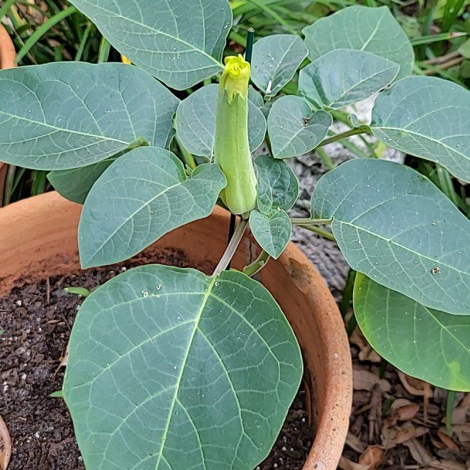 Photo of the plant species Angel's Trumpet by @FastSwampbay44 named Tree Diddy on Greg, the plant care app