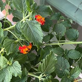 Photo of the plant species Lantana by @FirstBlinks36 named Dolores on Greg, the plant care app