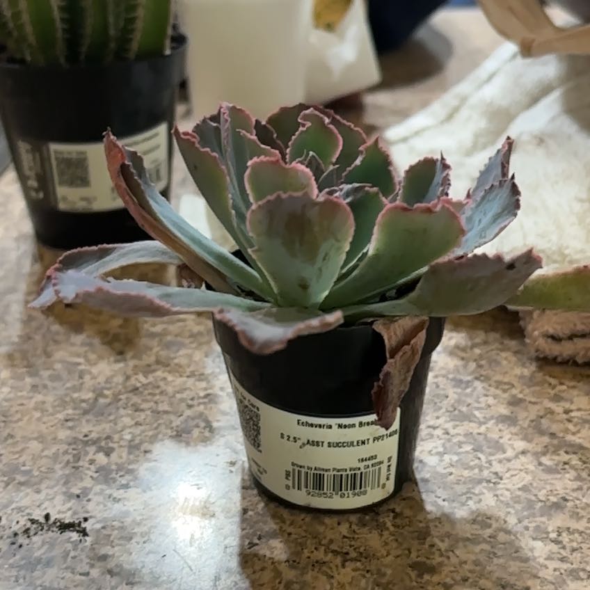 Photo of the plant species Echeveria 'Neon Breakers' by @JovialTomato64 named naomi on Greg, the plant care app