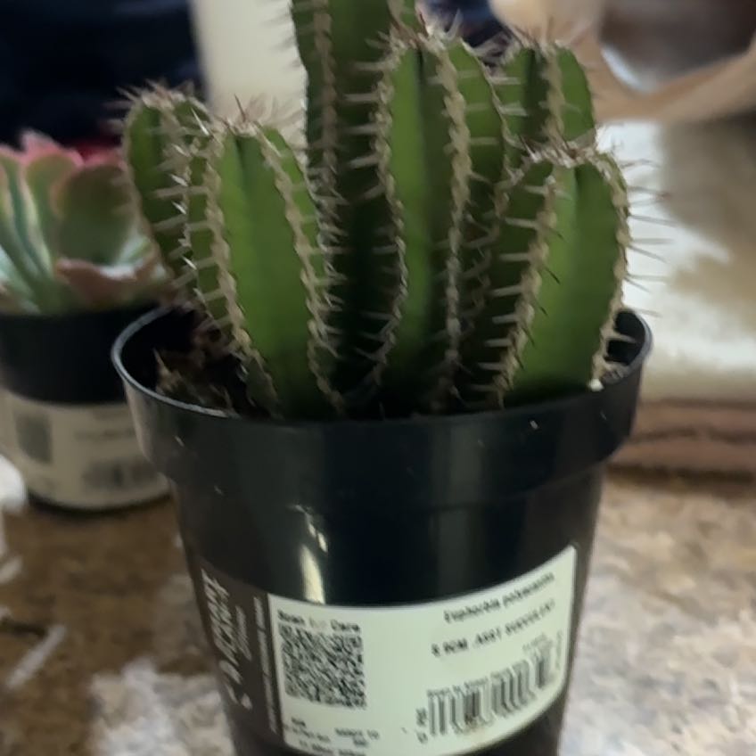 Photo of the plant species Euphorbia Polyacantha by @JovialTomato64 named tree diddy on Greg, the plant care app